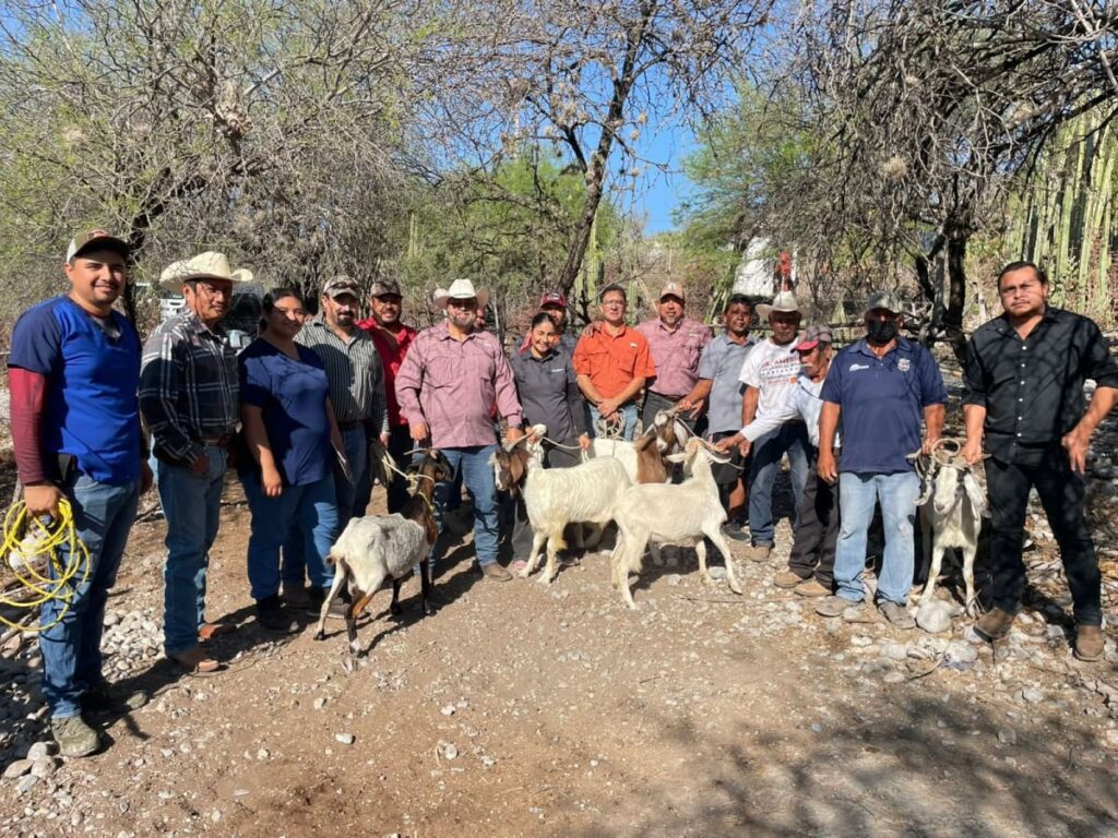 La Secretaría de Desarrollo Rural, Pesca y Acuacultura, a través de la Dirección de Fomento Pecuario, llevó a cabo una evaluación reproductiva de sementales caprinos