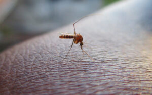 ninonautas-mosquitos-mosquitas-09062023-700x438