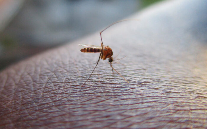 ninonautas-mosquitos-mosquitas-09062023-700x438